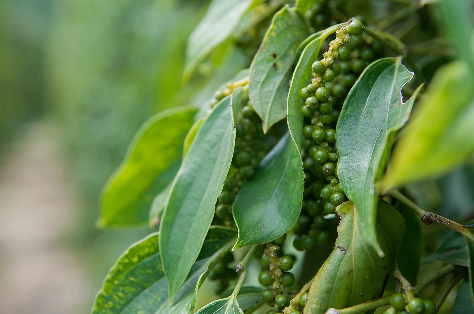 Green Kampot peppercorns ripening on the vine