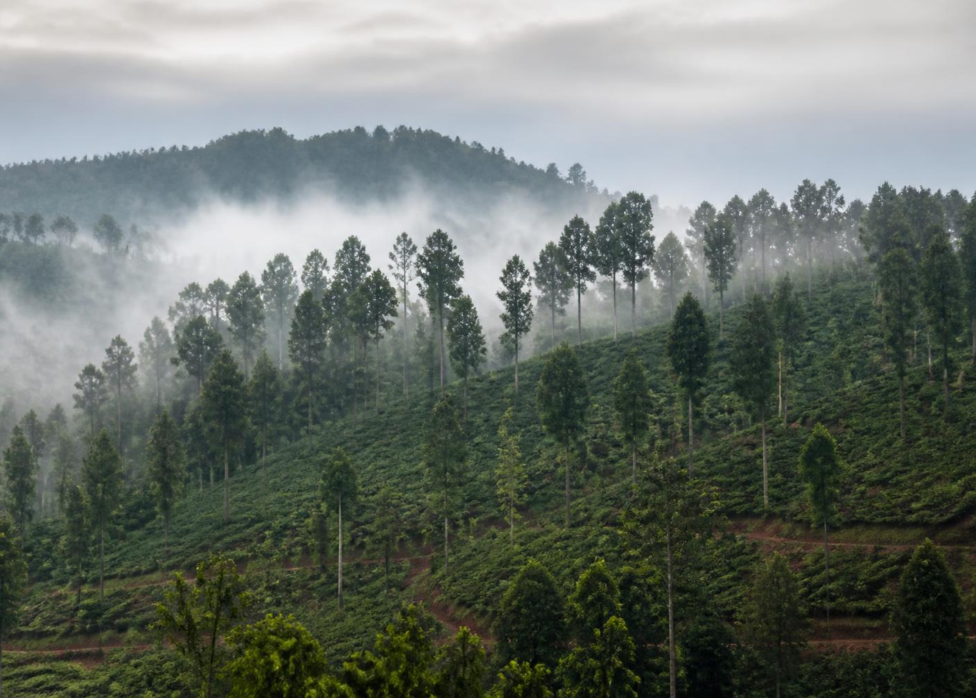 Misty Cambodian highland slopes planted with tall trees