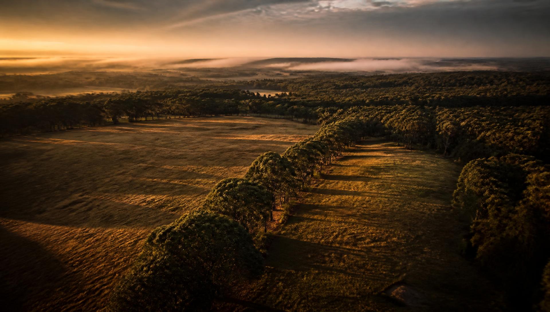 Open grassland meeting a treeline at golden hour