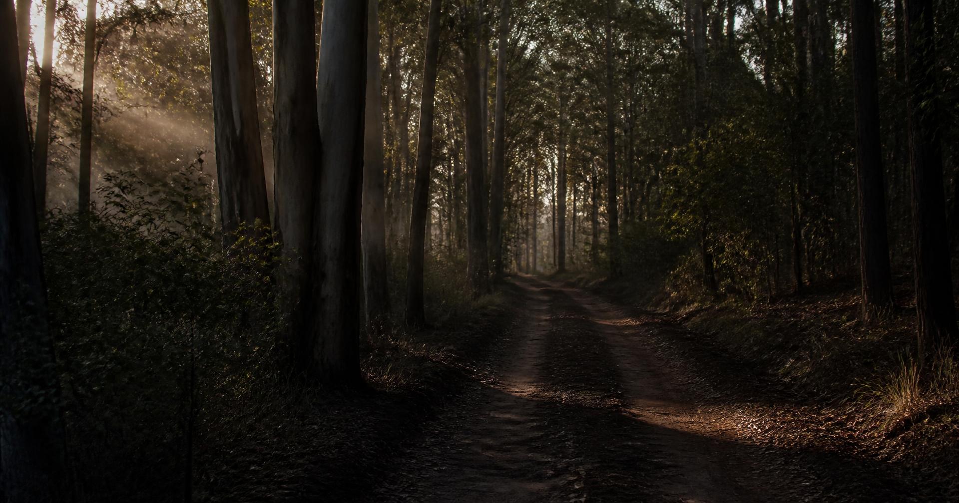 A quiet track through mature timber forest at dawn