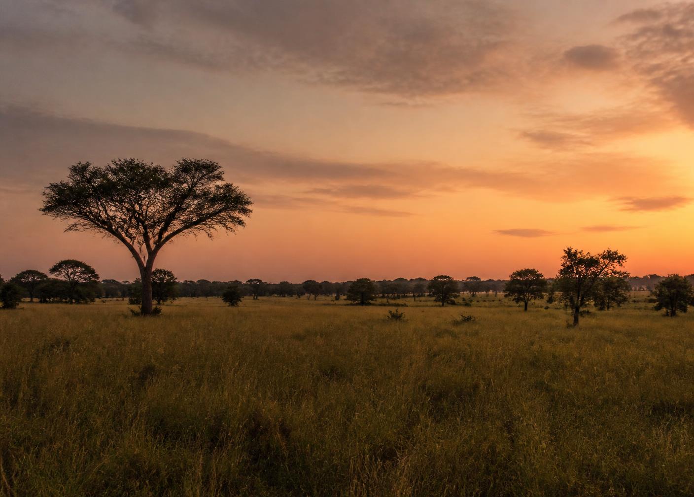Open Paraguayan savanna with scattered trees at dusk